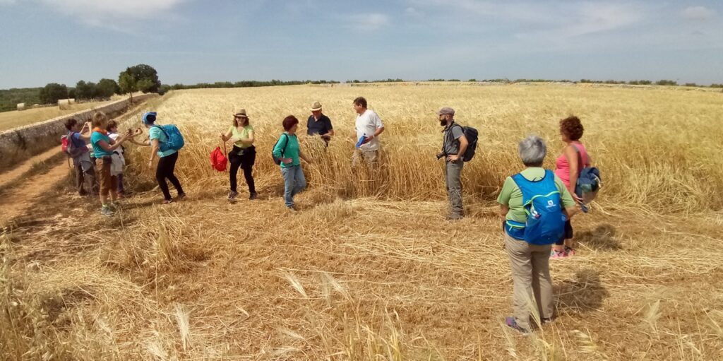 08_20180520_CiliegiConversano_sPh02_campoDiGrano2 (1280x639)