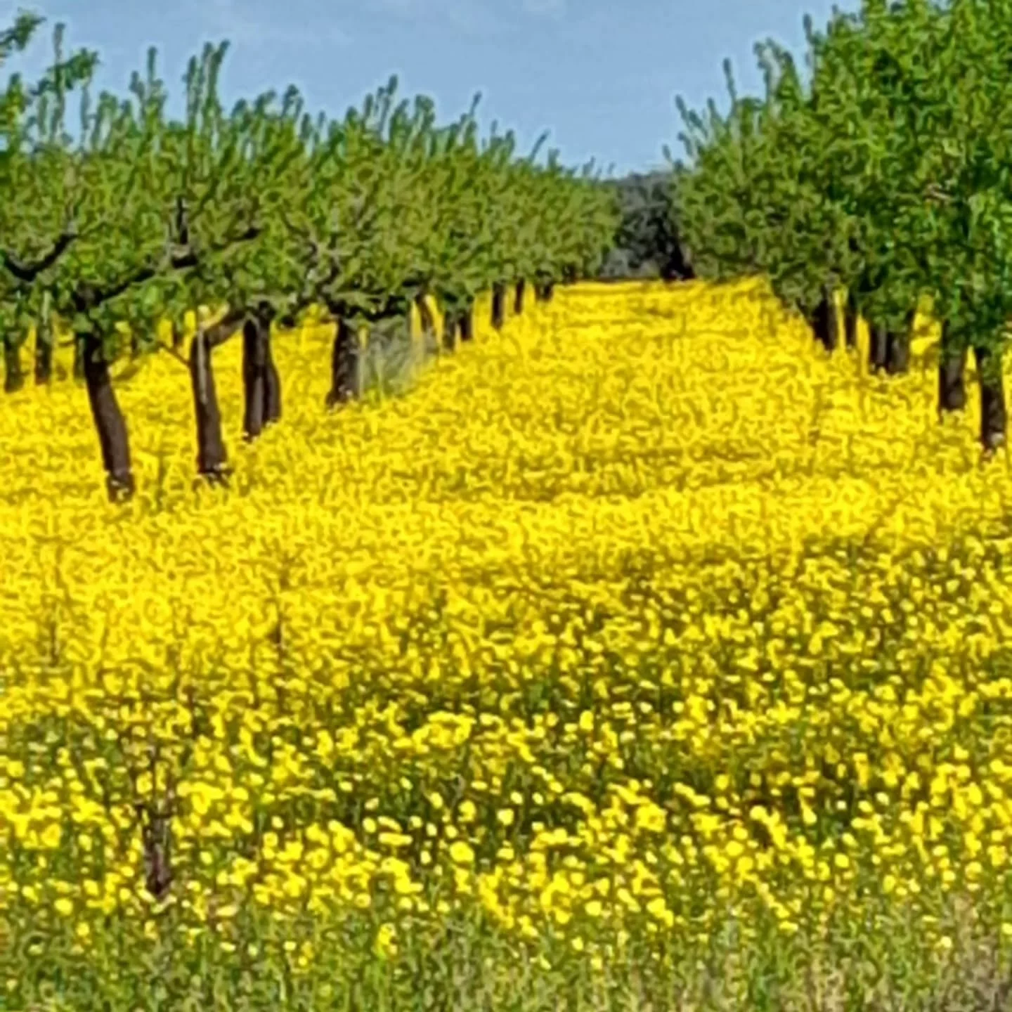 Domenica 29 marzo escursione nel territorio di Conversano, tra alberi in fiore, 